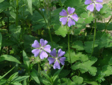 Geranium 'Philippe Vapelle' bestellen